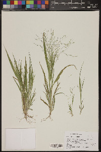 Panicum capillare var. capillare image