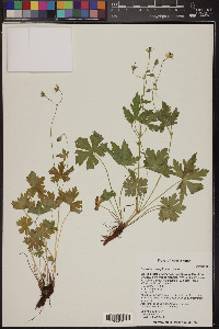 Geranium caespitosum image