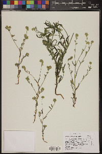 Cryptantha torreyana image