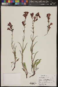 Penstemon leiophyllus var. francisci-pennellii image