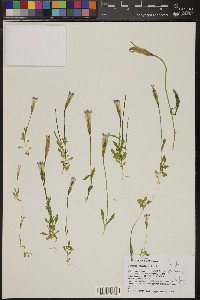 Gentianopsis holopetala image