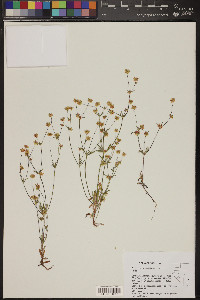 Eriogonum pharnaceoides image