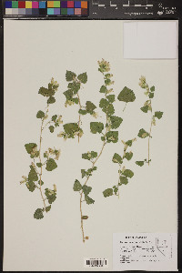 Brickellia californica image