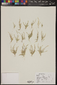 Muhlenbergia depauperata image