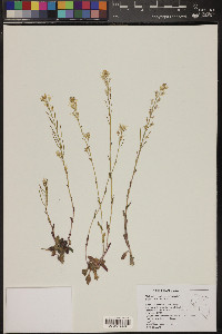 Thelypodium sagittatum image