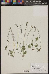 Thalictrum alpinum image