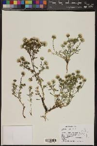 Symphyotrichum frondosum image