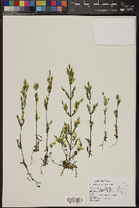 Gentianella amarella subsp. acuta image