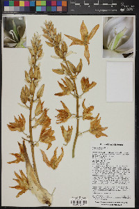 Yucca potosina image