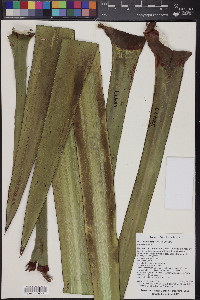 Yucca filifera image