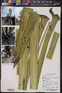 Yucca filifera image