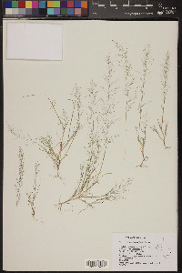 Muhlenbergia minutissima image