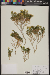 Ericameria watsonii image