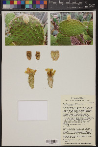 Opuntia durangensis image