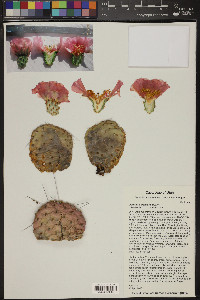 Opuntia aurea image