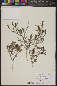 Cordylanthus kingii var. helleri image