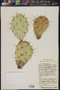 Opuntia phaeacantha image