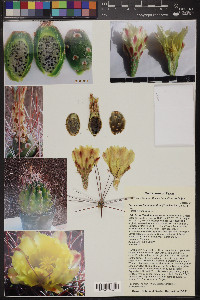 Ferocactus hamatacanthus image