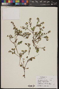 Phacelia adenophora image