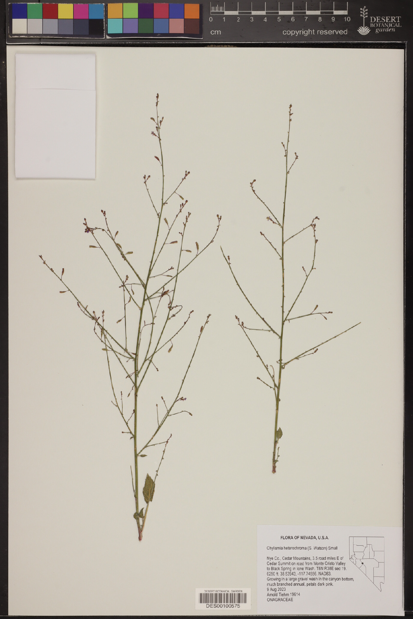 Chylismia heterochroma image