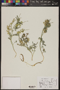 Astragalus pseudiodanthus image