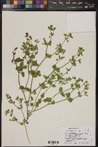 Mirabilis laevis var. villosa image