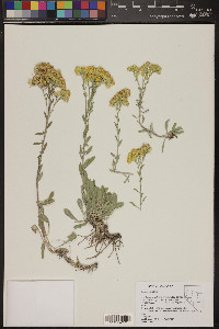 Solidago nana image