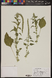 Amaranthus palmeri image