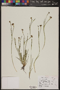 Sisyrinchium halophilum image