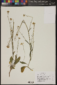 Thelypodium flexuosum image