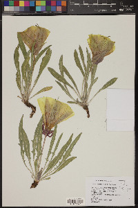 Oenothera howardii image