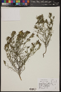 Cordylanthus ramosus image