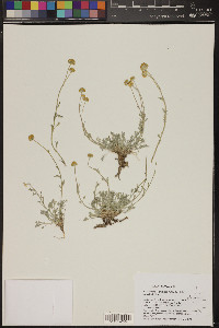 Sphaeromeria potentilloides var. potentilloides image