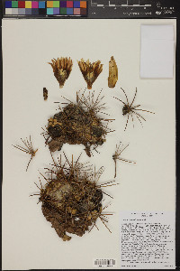 Cirsium neomexicanum image