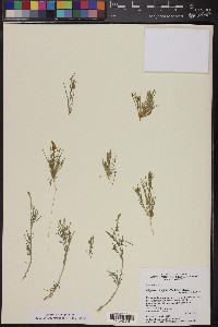 Oligomeris linifolia image