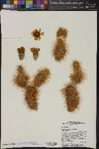 Cylindropuntia bigelovii image