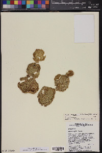 Opuntia microdasys image