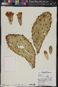 Opuntia phaeacantha image