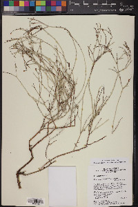 Eriogonum wrightii image