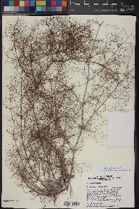 Eriogonum trichopes image