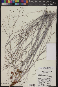 Eriogonum inflatum image