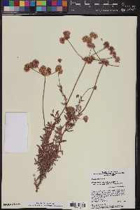 Eriogonum fasciculatum image