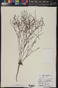 Eriogonum deflexum image