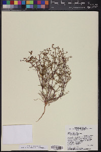 Chorizanthe brevicornu image