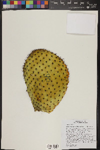 Opuntia durangensis image