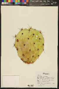 Opuntia engelmannii image