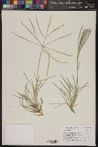 Chloris verticillata image