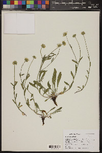 Erigeron jonesii image