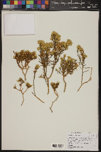 Ericameria teretifolia image