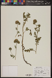 Phacelia ramosissima image